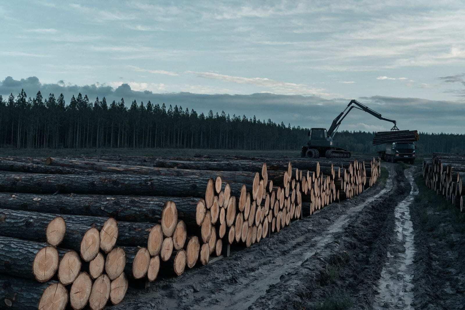Operación forestal